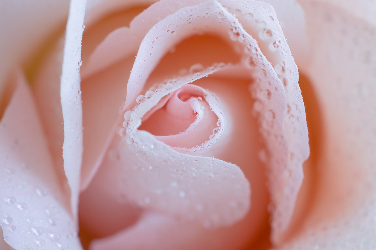 Pink rose